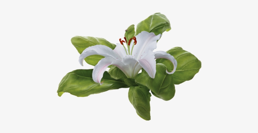 Small Flowers And Large As For Separators Found On - Лилия Белая Пнг, transparent png