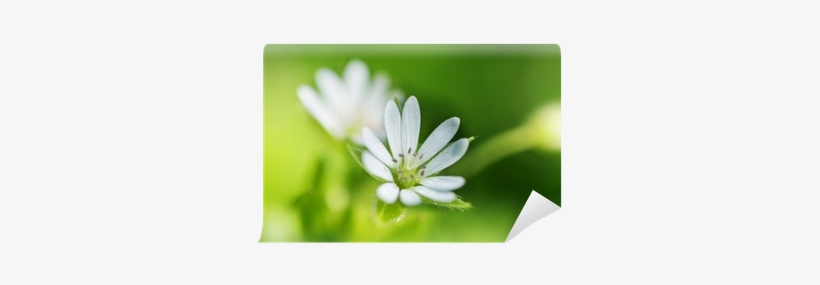 African Daisy, transparent png