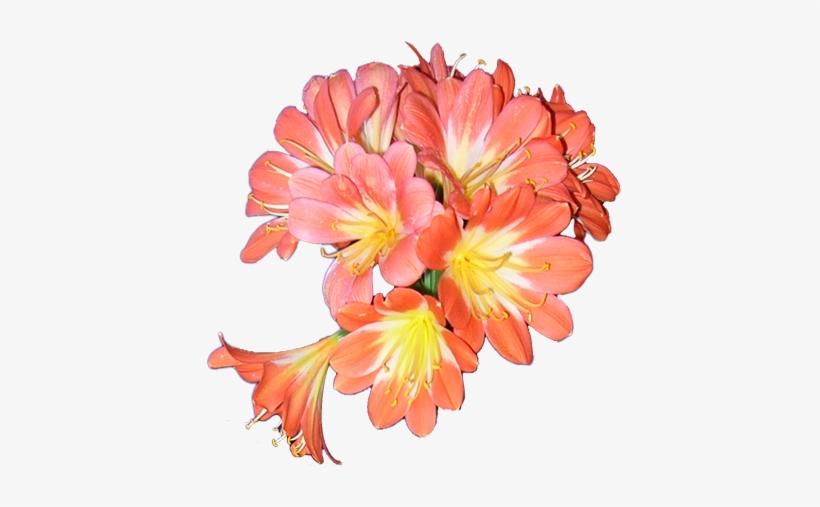 Breeding Has Been A Fantastic Success And Much Appreciated - Natal Lily, transparent png