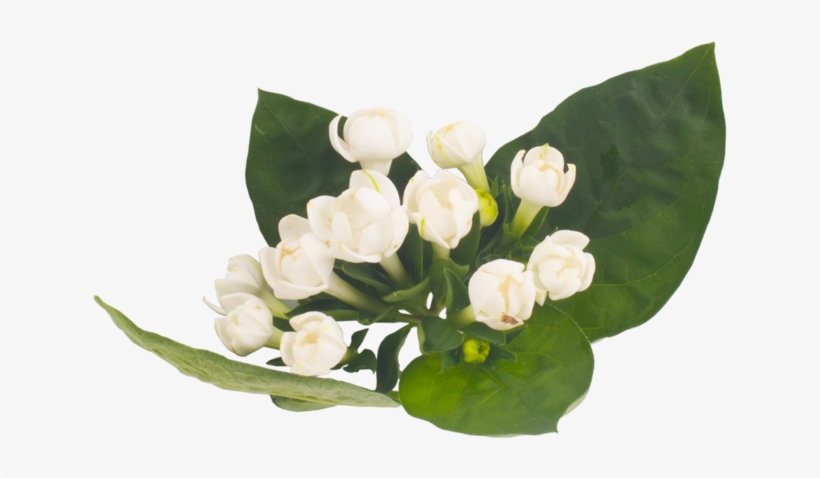 Lanxel-flower - Lily Of The Valley, transparent png