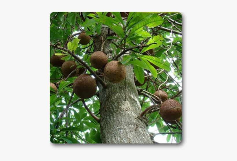 Kailashpati Tree, transparent png