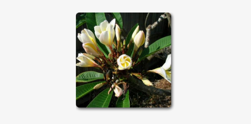 Frangipani, transparent png