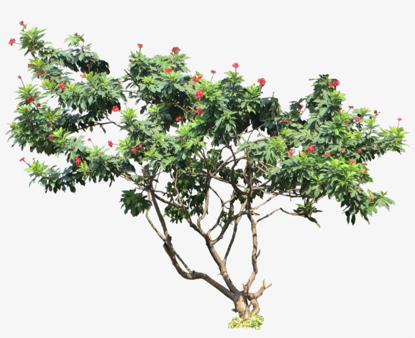 Tropical Plant Pictures - 2d Model Cut Out Pohon Kamboja Photoshop, transparent png