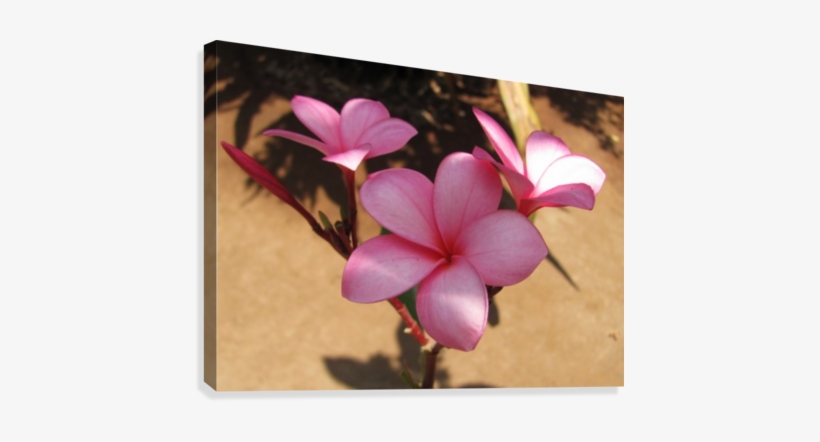 Pink Plumeria Canvas Print - Frangipani, transparent png