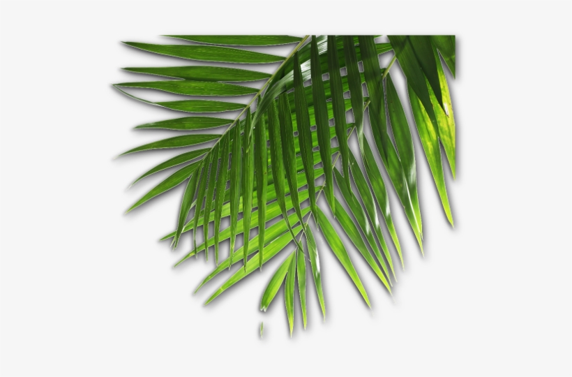 Info And Contact - Information, transparent png