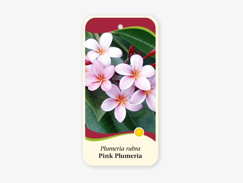 N1n - Frangipani, transparent png