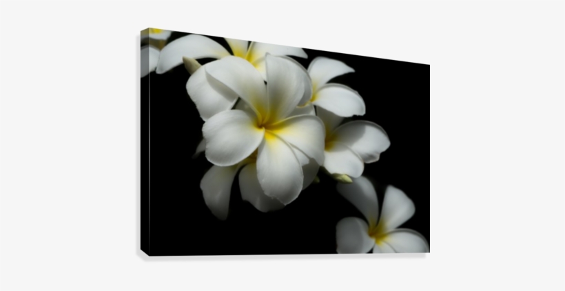 White Plumeria Canvas Print - Artist, transparent png