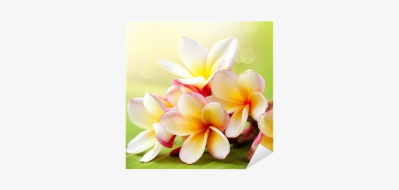 Frangipani Tropical Spa Flower - Good Morning Sunny Day, transparent png