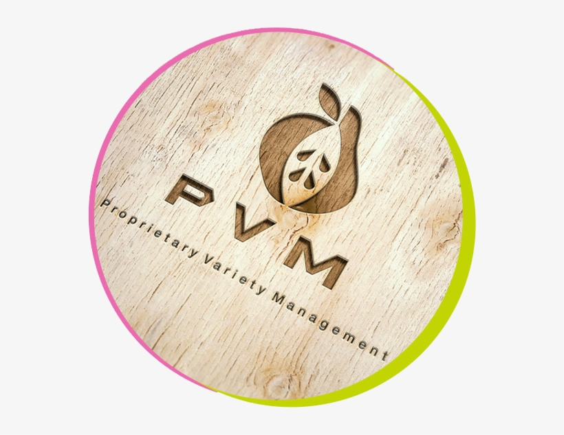 Circle-wood - Wood, transparent png