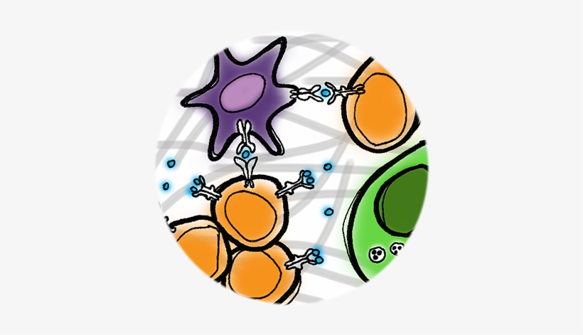 938 X 736 Pixels, transparent png
