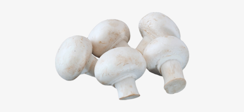 шампиньоны блендер. шампиньоны блендер. грибы шампиньоны свежие. шампиньоны блендер. шампиньоны блендер.