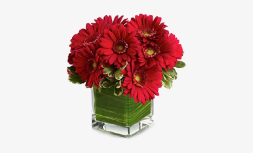 Red Passion Gerberas - Birthday Flowers Online - Hats Off To Daisy - Flowers, transparent png