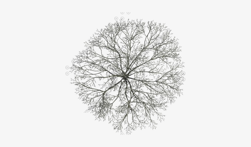 Download Transparent Tree  Tops Collection Black  Top Tree  