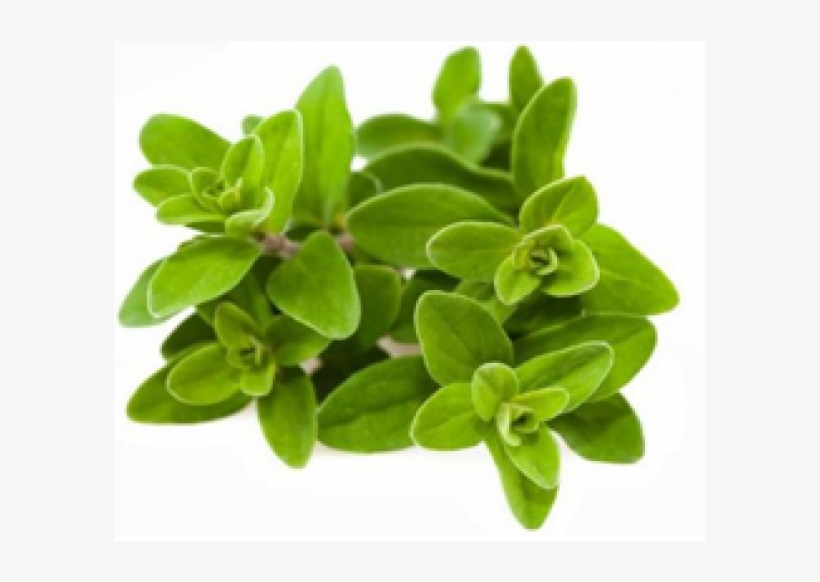 Marjoram Herb, transparent png