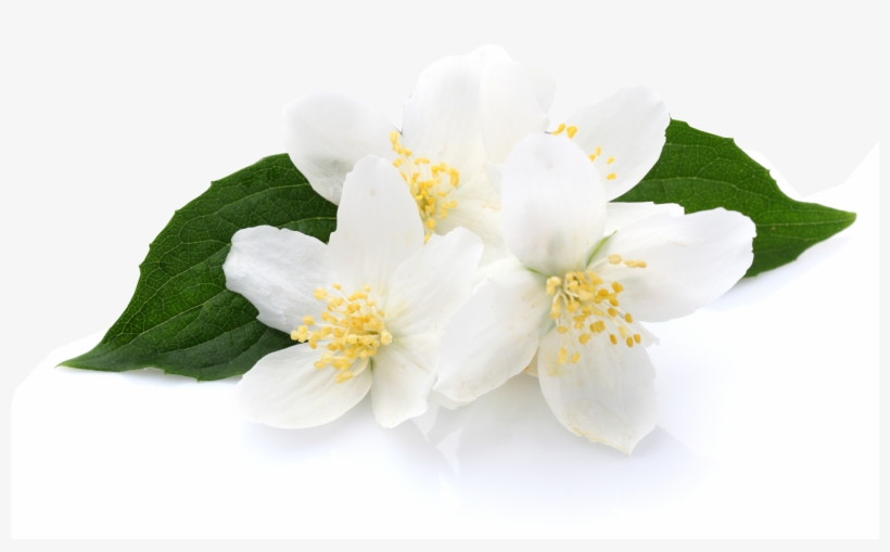 Jasmine - Jasmine - Jasmine - Jasmine - Jasmine - Volcanica Coffee French Vanilla Flavored Coffee 16, transparent png