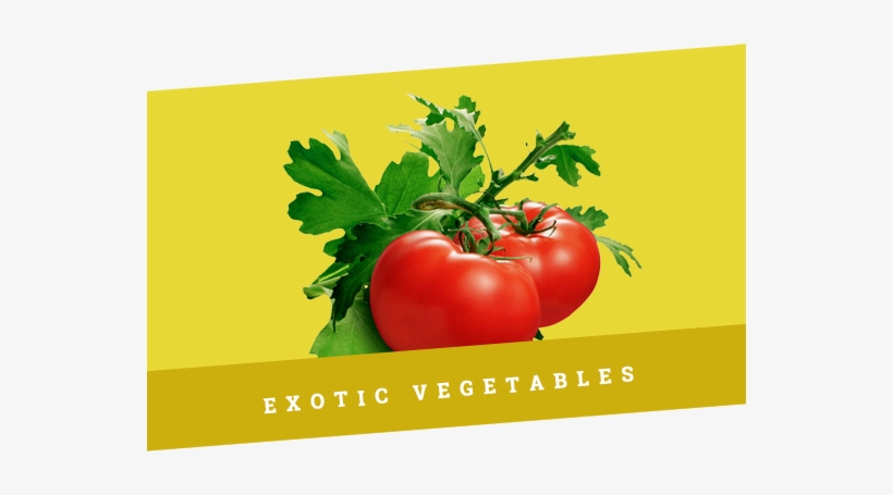 Promotion-banner1 - Tomato Plant, transparent png