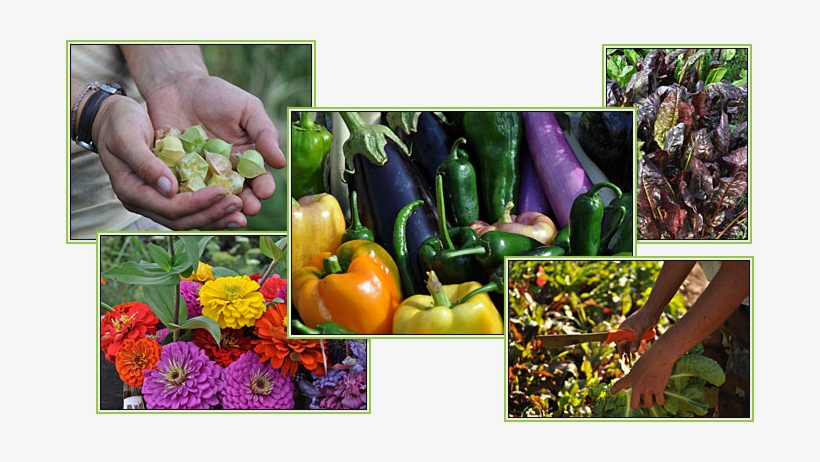 Are You Looking For Local And Or Organic Fruits And - Brick Farm Market, transparent png
