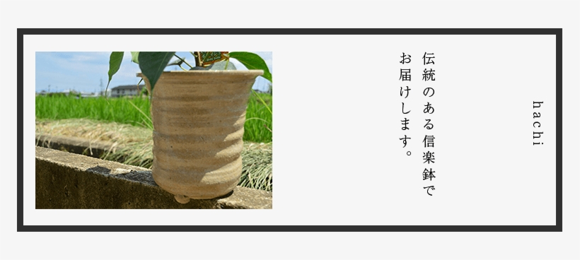 Of The Tree Said To That Buddha Attained Realization - Grass, transparent png