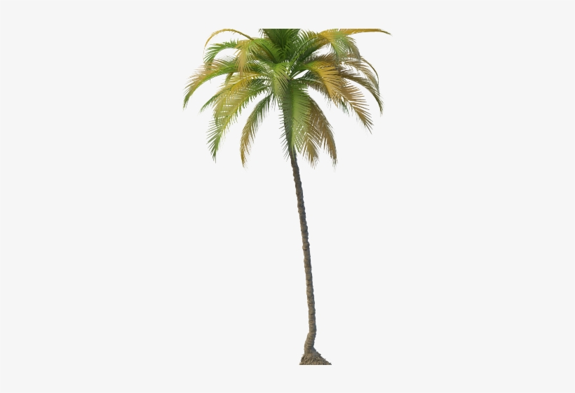 Coconut Tree - Coconut Tree Png, transparent png
