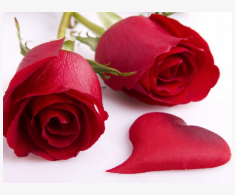 Valentines Day Roses - Good Morning My Dear Rose, transparent png