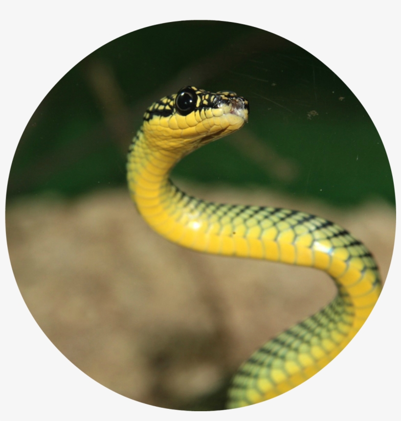 Beautiful Green Wild Snake Wallpaper Download - Snake Wallpapers For Iphone, transparent png