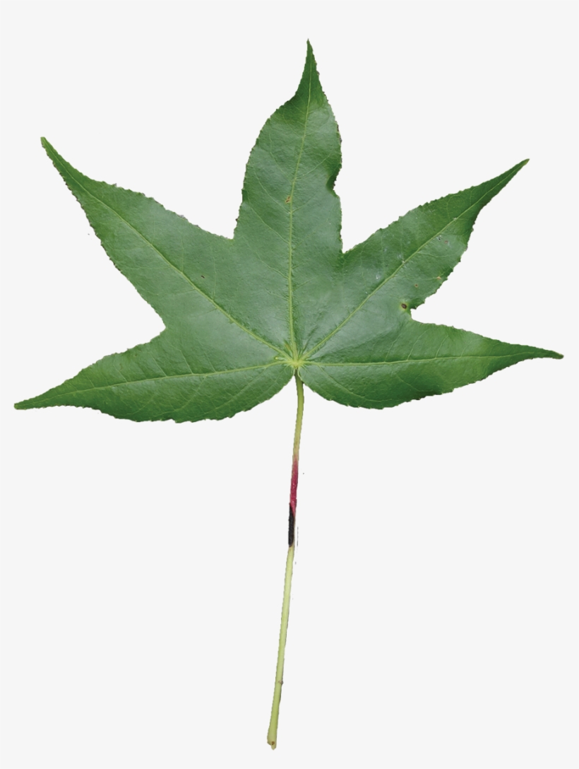 Simple - Sweet Gum Leaf, transparent png