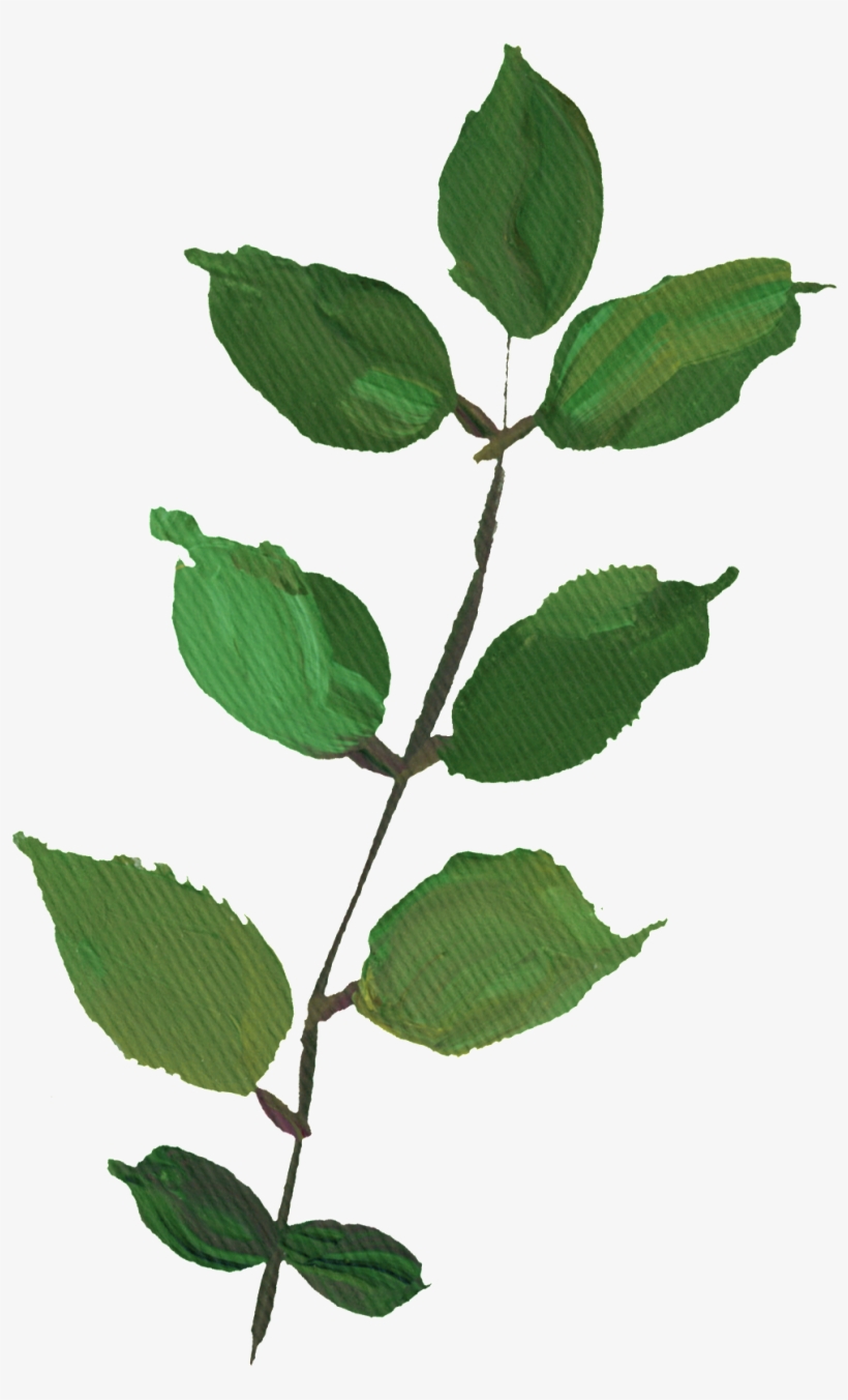 Hand Drawn Rendering Dark Green Leaves Png Transparent - Portable Network Graphics, transparent png