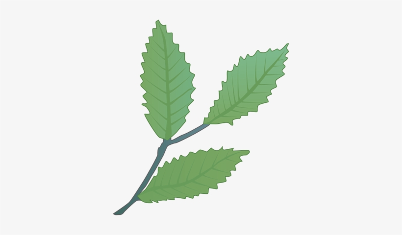 Ian Symbol Fagus Grandifolia Leaves - American Beech Leaves, transparent png