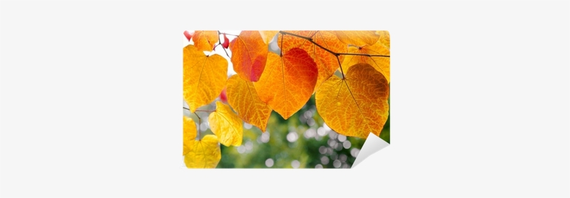 Do Leaves Change Color? (everyday Earth Science), transparent png