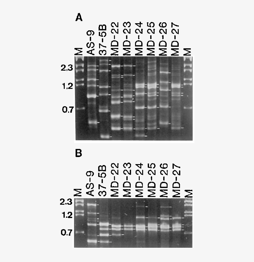 From Representative Israeli And U - Architecture, transparent png