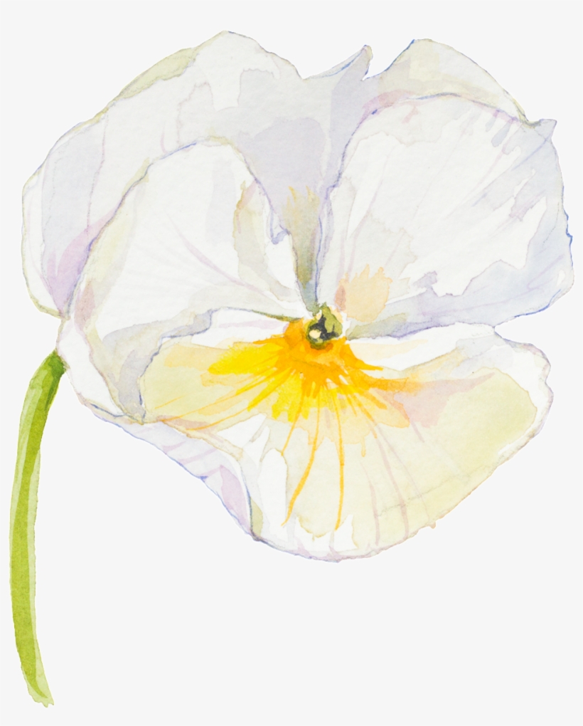 Elegant And Elegant White Flower Transparent - White, transparent png