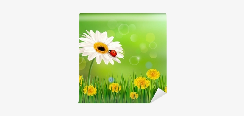 Summer Nature Background With Ladybug On White Flower - Cafepress Summer Nature Background Square Car Magnet, transparent png