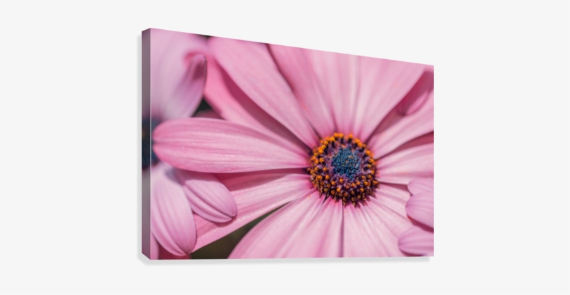 Gerbera Flower Background Canvas Print - African Daisy, transparent png