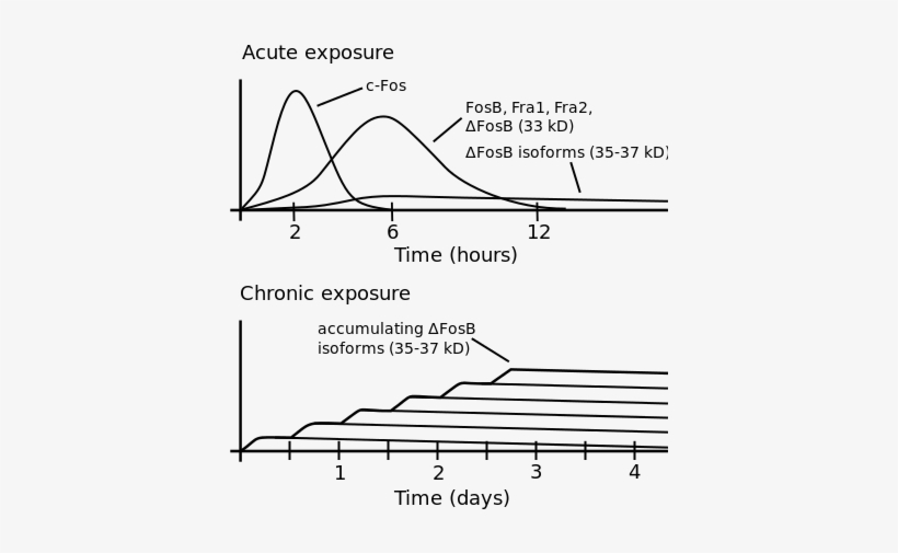 Download Transparent Ideas Of Adderall Tolerance Chart Excellent