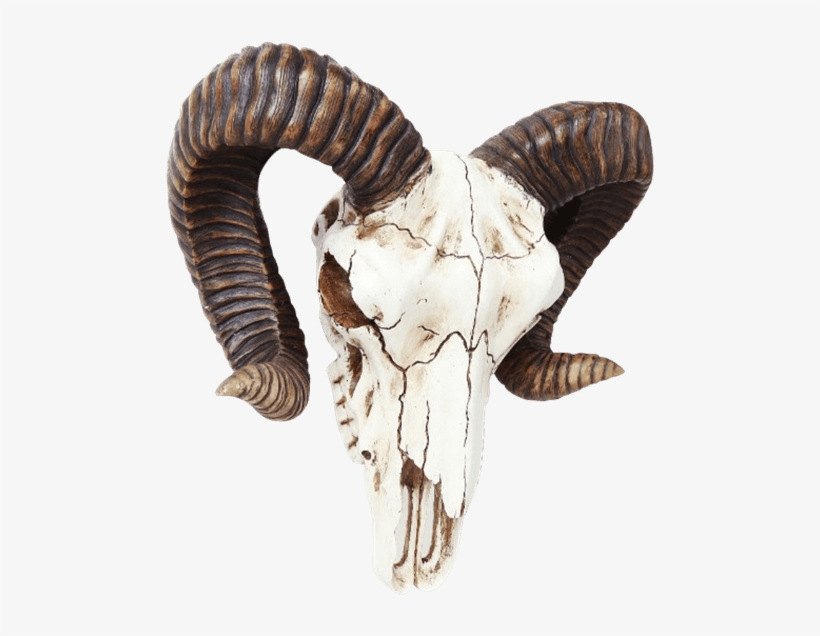 Ram Skull Wall Decoration - Ram Skull Buckle, transparent png