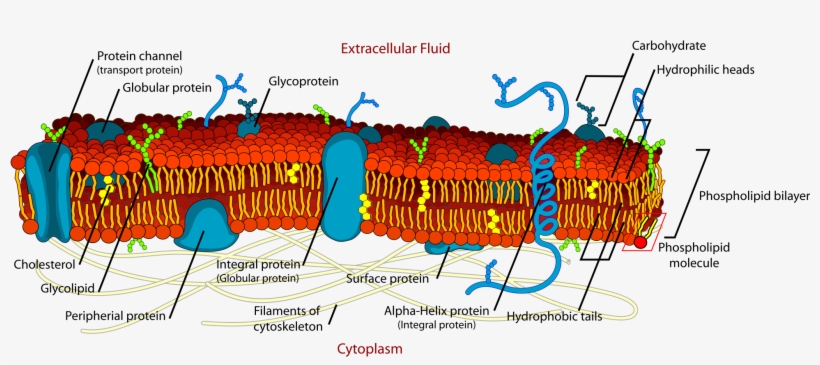 Cell Membrane Detailed Diagram Edit2 - Cell Membrane Diagram, transparent png