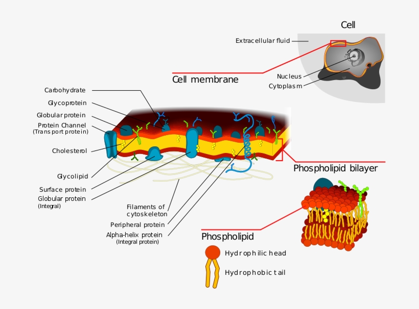 Cell Membrane Detailed Diagram - Detailed Plasma Membrane Diagram, transparent png
