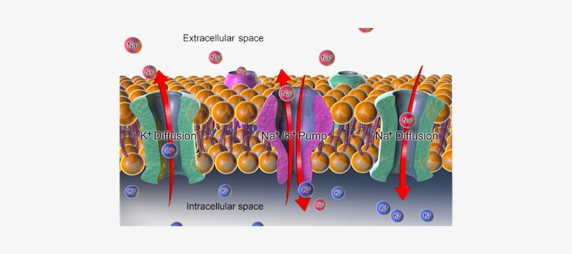 Cellular Plasma Membrane Is Selectively Permeable Cannot - 480x285 PNG ...