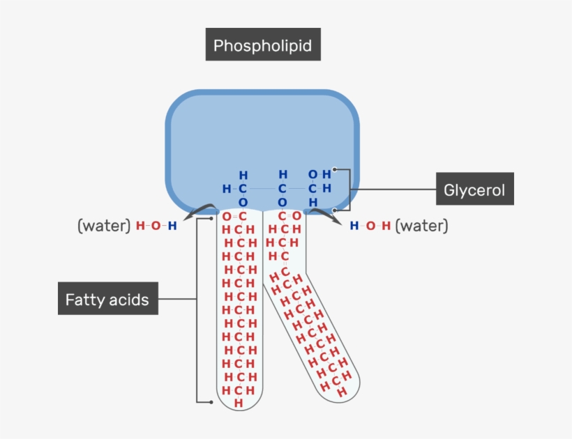 An Image Showing The Fatty Acids Of The Tail And Glycerol - Cell Membrane Glycerol, transparent png