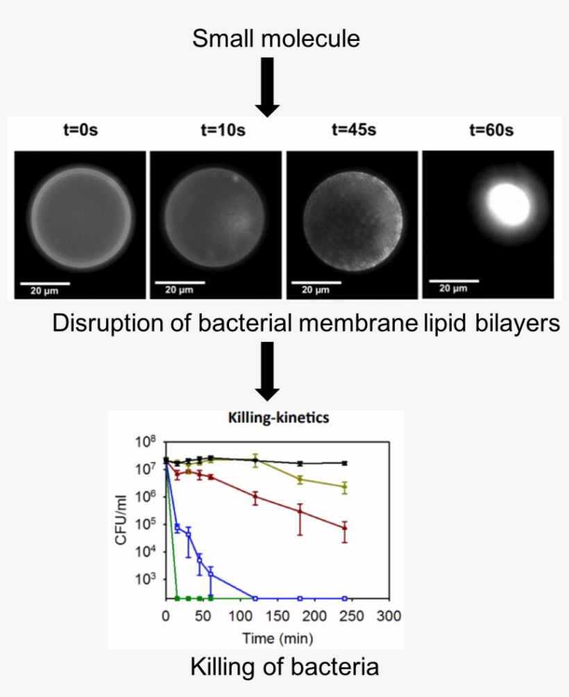 Antibiotic Resistance Continues To Be An Increasingly - Diagram, transparent png