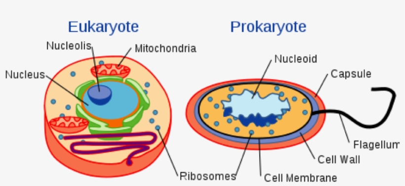 Image - Diagram Of Eukaryotic And Prokaryotic Cell, transparent png