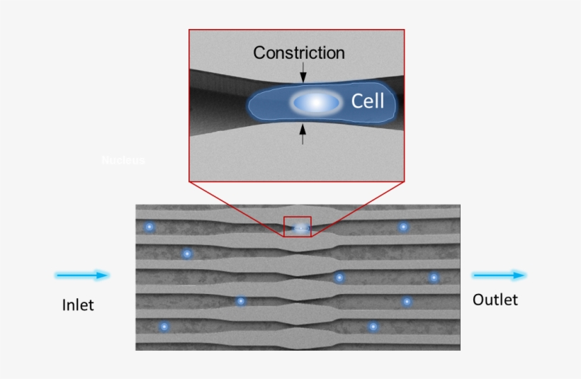 The Cell Membrane Is Disrupted When The Cells Are Forced - Microfluidic Cell Squeezing, transparent png