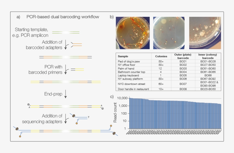 4 Dual Barcoding A) Workflow For Pcr Libraries B) Test - Barcoding Library Nanopore, transparent png