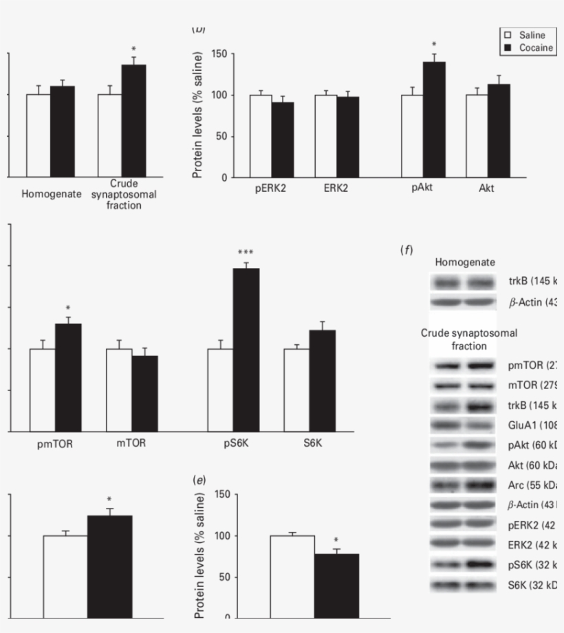 Developmental Exposure To Cocaine Alters Bdnf-induced - Brain-derived Neurotrophic Factor, transparent png