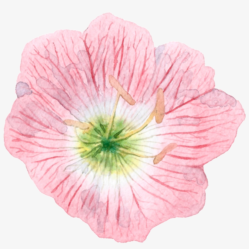 Hand Painted Cartoon Hibiscus Png Transparent - Portable Network Graphics, transparent png