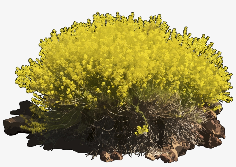 Hierba Pajonera - Arbusto Hierba, transparent png