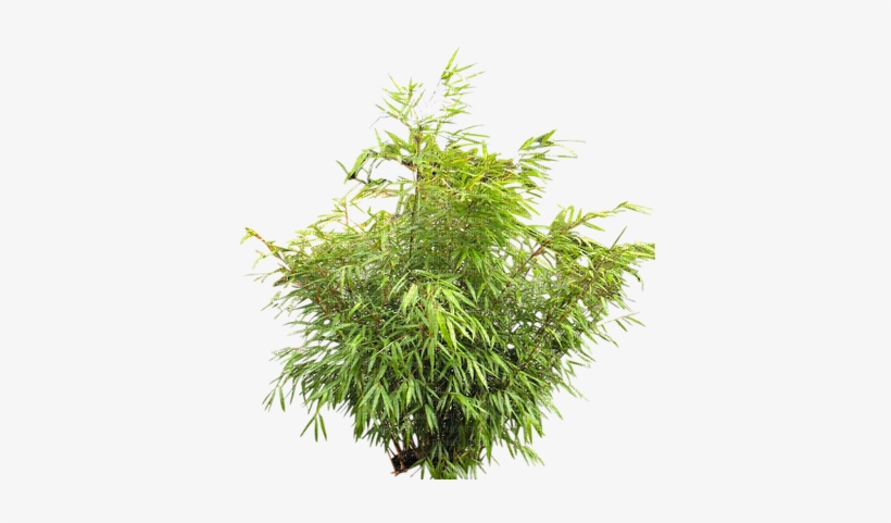 Arbusto De Jardim-l - Sword Fern Air Purifying, transparent png