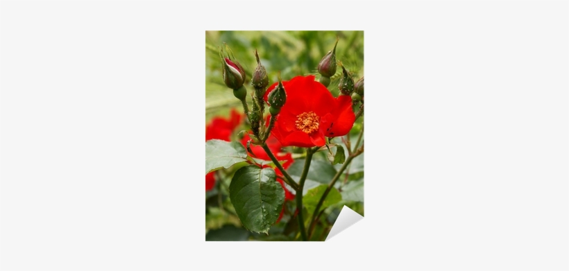 Rose, transparent png