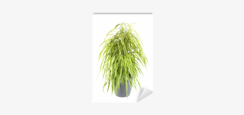 Grass, transparent png