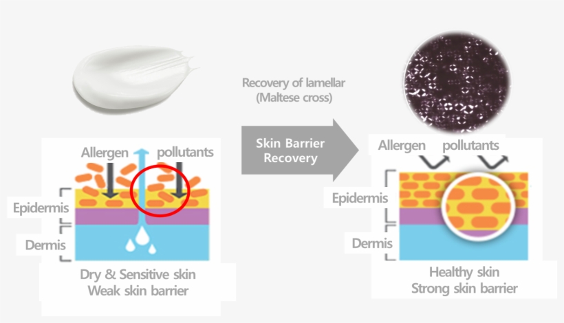 Science Behind Real Barrier - Circle, transparent png